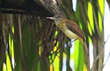 Bright-rumped Attila